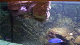aquarium-von-dr--manhattan-nonmbuna-style-aufgeloest_Hängender Stein als Höhle nutzbar