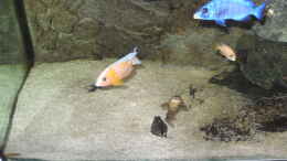 aquarium-von-dr--manhattan-nonmbuna-style-aufgeloest_Sandfläche mit Blitzlicht fotografiert