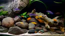 aquarium-von-beni-becken-13164_auch hier langzeitbelichtet - die tollen farben der fische