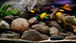 aquarium-von-beni-becken-13164_bewusste lanzeitbelichtung wegen den tollen farben!