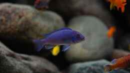 Aquarium einrichten mit Neuer Callainos Bright Blue Bock (hoffentlich)
