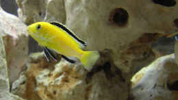 aquarium-von-florian-muelbert-becken-1320_Labidochromis caeruleus