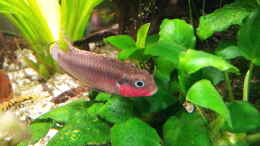 Foto mit 1Pärchen Pelvicachromis taeniatus 