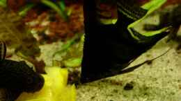 Aquarium einrichten mit Ancistrus Sp. und Pterophyllum scalare mit Paprika