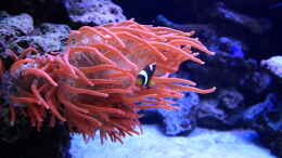aquarium-von-marco-raemisch-becken-13239_Blasenanemone - Mauritius Anemonenfisch