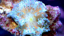 aquarium-von-marco-raemisch-becken-13239_Ricordea Yuma -  grau-orange