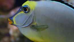 Aquarium einrichten mit Naso lituratus - Kuhkopf Doktorfisch