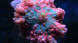 aquarium-von-marco-raemisch-becken-13239_Ricordea Yuma - türkis-pink