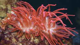 aquarium-von-marco-raemisch-becken-13239_Entacmaea quadricolor - Blasenanemone