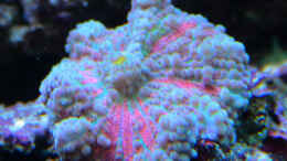 aquarium-von-marco-raemisch-becken-13239_Ricordea Yuma - grau-pink