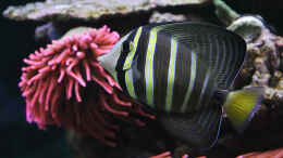Foto mit Zebrasoma veliferum / Pazifischer Segelflossen-Doktorfisch