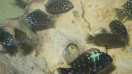 aquarium-von-oliver-schulte-becken-1325_die ersten beginnen sich umzufärben