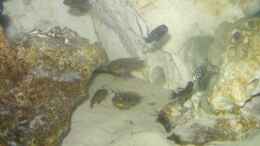 Foto mit Petrochromis