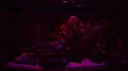 aquarium-von-alamo-becken-13269_Monlicht Rot-Blau