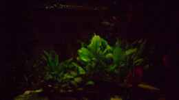 aquarium-von-alamo-becken-13269_Monlicht Rot-Grün