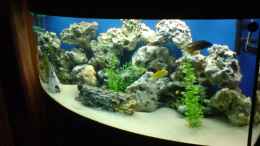 aquarium-von-indianer-juwel-450_
