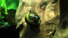 Aquarium einrichten mit Spiky die Geweihschnecke