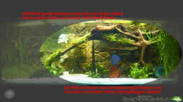 aquarium-von-the-lizardking-the-lago-azul-obsolete_Große Wurzel