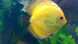 aquarium-von-amazonasbecken-eu-360l---diskus-nur-noch-als-beispiel_Golden Sunrise