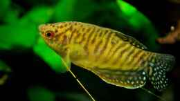 aquarium-von-guenni-sebastian039-s-vision-180_Trichogaster trichopterus var gold