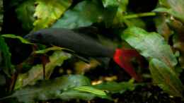 Foto mit Epalzeorhynchos bicolor