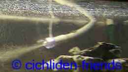 aquarium-von-monika-thiele-becken-1337_1x Fluval 404 Außenfilter mit Diffusor