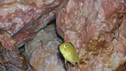 aquarium-von-karsten-michalski-becken-1340_Labidochromis caeruleus