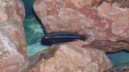 aquarium-von-karsten-michalski-becken-1340_Melanochromis auratus Bock