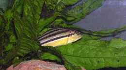 Foto mit Melanochromis auratus Weibchen