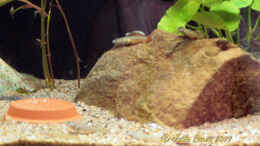 aquarium-von-ferrika-rhinogobius-zhoui_R. zhoui Mitte