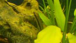 Aquarium einrichten mit Siamesische Rüsselbarbe (sehr unscharf, sorry
