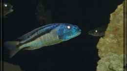 Aquarium einrichten mit Aristochromis christyi