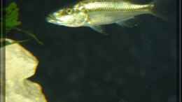 Aquarium einrichten mit Dimidiochromis compressiceps