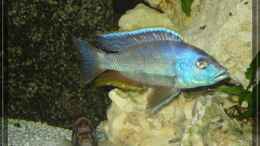 Aquarium einrichten mit Nimbochromis Livingstoni