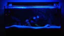aquarium-von-ayahuasca-i-love-stones---aufgeloest_Front alt