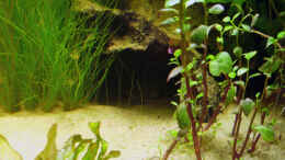 aquarium-von-quyrill-american-dream_24.06.2009 ~ Wurzelwohung... Wurzelgasse 9