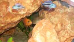 aquarium-von-samson-malawi-400_Aulonocara spec.Firefish, Melanochromis maingano