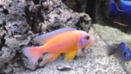 aquarium-von-klaus-m--mein-malawiseebecken_Aulonocara Fire Fish
