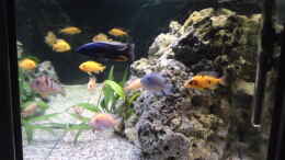aquarium-von-klaus-m--mein-malawiseebecken_Becken von rechter Seite