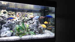 aquarium-von-klaus-m--mein-malawiseebecken_rechte Seite