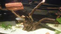 aquarium-von-jermaine-manassee-240-liter-gesellschaftsbecken_Purpurprachtbarsch Männchen vor Moorkienwurzel