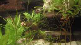 aquarium-von-jermaine-manassee-240-liter-gesellschaftsbecken_Purpurprachtbarsch Weibchen mit Jungen zwischen Pflanzen