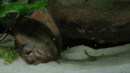 Aquarium einrichten mit Neolamprologus brichardi Jungfische (2)