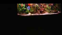 aquarium-von-uwe-hein-becken-13511_450 Liter Südamerika