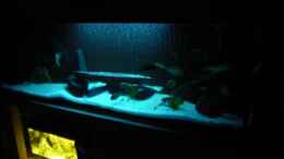 aquarium-von-dt-floppy-kaiser-biotop_