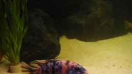 Aquarium einrichten mit Aulonocara marmelade cat (blauer Bock)