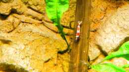 Aquarium einrichten mit Red Bee ( ins Becken gelangt mit Javamoos )