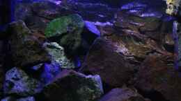 aquarium-von-florian-bandhauer-the-world-of-malawi-mbunas_Blick auf den Basalt und leicht von unten nach oben fotograf