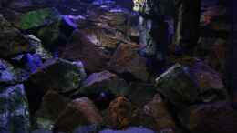 aquarium-von-florian-bandhauer-the-world-of-malawi-mbunas_Klasse Ansicht...Thor kennt es LIVE ;-)))