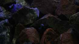 aquarium-von-florian-bandhauer-the-world-of-malawi-mbunas_Basaltgestein dominiert das ganze Becken,mit Aufwuchs von Gr